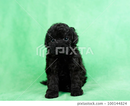 貴賓犬小狗 貴賓犬小狗 100144824