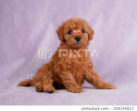 玩具貴賓犬小狗 玩具貴賓犬小狗 100144827