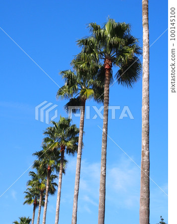 Washington palm 100145100