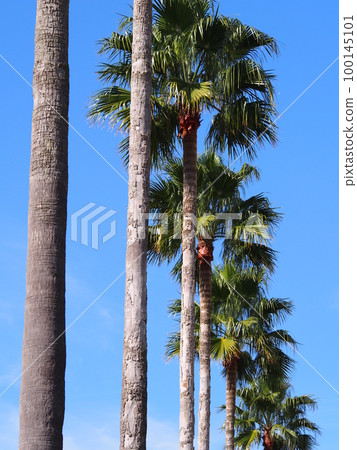 Washington palm 100145101