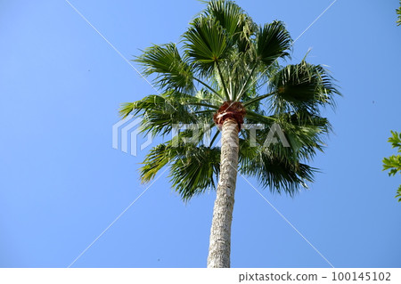 Washington palm 100145102