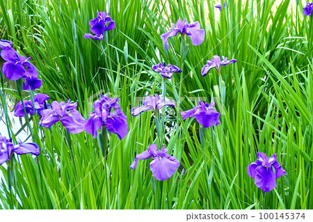 Scenery of dark purple irises in full bloom Johoku Shobuen, Asahi Ward, Osaka City 100145374