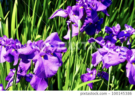 Scenery of deep purple irises shining in the sunlight Johoku Shobuen, Asahi Ward, Osaka City Scenery of deep purple irises shining in the sunlight Johoku Shobuen, Asahi Ward, Osaka City 100145386