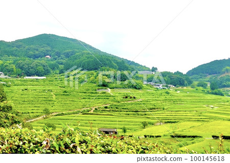 One of Japan's top 100 terraced rice fields, ``Ohaganishi Rice Terraces'' can be seen through a hedge, Kume-gun, Okayama Prefecture One of Japan's top 100 terraced rice fields, ``Ohaganishi Rice Terraces'' can be seen through a hedge, Kume-gun, Okayama Prefecture 100145618