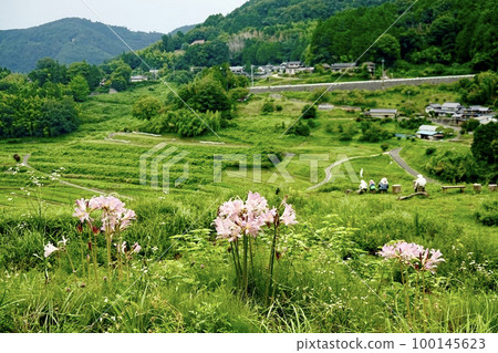 從岡山縣久米郡的夏季粉紅色水仙花中欣賞日本百佳梯田之一的大崗西梯田 從岡山縣久米郡的夏季粉紅色水仙花中欣賞日本百佳梯田之一的大崗西梯田 100145623