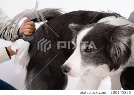 黑棕白相間的邊境牧羊犬，肛門腺被擠得有點噁心 100145836