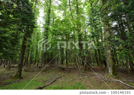 藤原起點的慶長山登山 藤原起點的慶長山登山 100146191