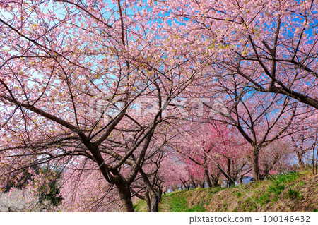 河津櫻花隧道 河津櫻花隧道 100146432
