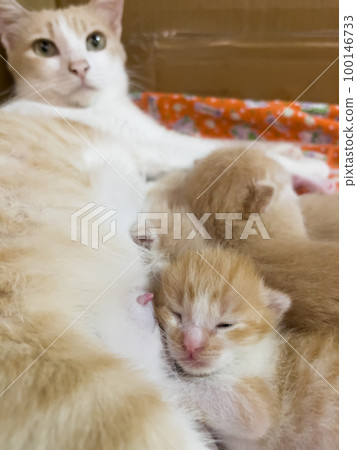 Newborn cat babies breastfeeding on mommy Newborn cat babies breastfeeding on mommy 100146733