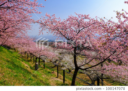 Kawazu cherry blossoms, white plum forest and view 100147078