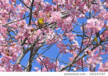 [Sakura City, Chiba Prefecture] Wild birds in Sakura Castle Park, Kawazu cherry blossoms and Japanese white-eye 100147287