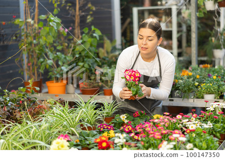 woman worker examines primrose petals 100147350
