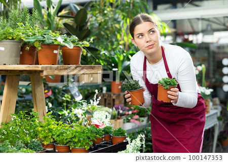 Gardener woman holding potted thyme and melissa in container garden 100147353