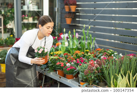 Woman seller holding garden carnation in flower shop Woman seller holding garden carnation in flower shop 100147354