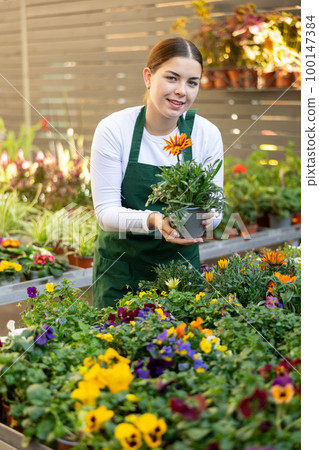 Female flower shop worker inspects flowers in pots. Woman took small pot of gazania 100147384