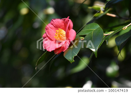 Camellia japonica flowers in Sakura Castle Ruins Park Camellia japonica flowers in Sakura Castle Ruins Park 100147419