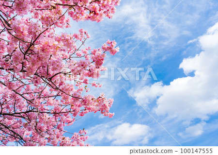河津櫻花天空背景 河津櫻花天空背景 100147555