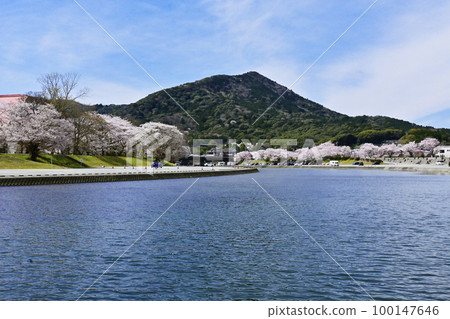五十鈴川沿岸的櫻花 Tsutsumi 和伊勢神宮 Naiku 春天的伊勢神宮 五十鈴川堤防沿岸的櫻花 五十鈴川沿岸的櫻花 Tsutsumi 和伊勢神宮 Naiku 春天的伊勢神宮 五十鈴川堤防沿岸的櫻花 100147646
