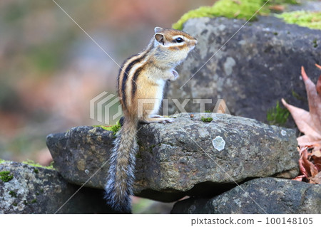 在冬眠花栗鼠前的秋天 Ezo 花栗鼠 100148105