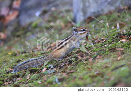 在冬眠花栗鼠前的秋天 Ezo 花栗鼠 100148120