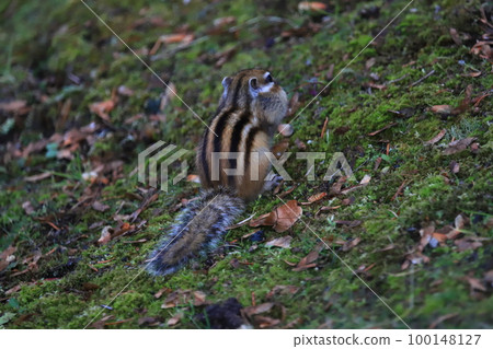Autumn Ezo chipmunk before hibernation chipmunk 100148127