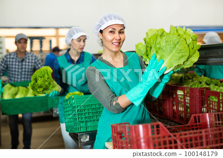 Portrait of female worker standing with fresh lettuce in her hands at vegetable sorting factory 100148179