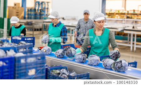 Diligent women sorting red cabbage to crates and checking quality at on vegetable factory Diligent women sorting red cabbage to crates and checking quality at on vegetable factory 100148310