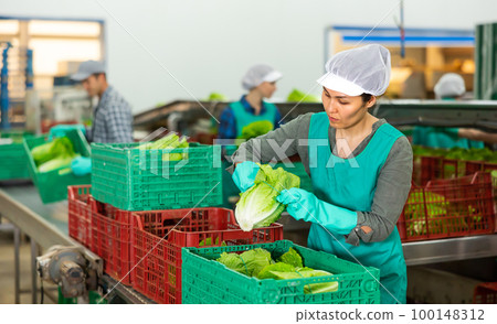 Asian woman working in vegetable factory 100148312