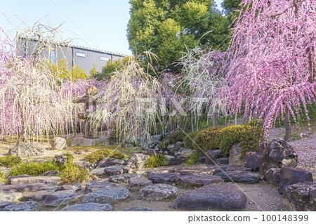 城南宮：春之山地區（京都市伏見區）梅花盛開 100148399