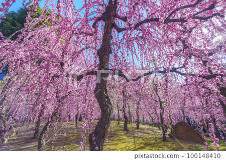 城南宮:春之山地區(京都市伏見區)梅花盛開 城南宮:春之山地區(京都市伏見區)梅花盛開 100148410