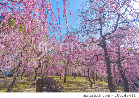 城南宮:春之山地區(京都市伏見區)梅花盛開 城南宮:春之山地區(京都市伏見區)梅花盛開 100148411