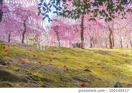 城南宮垂梅山茶落（京都市伏見區） 100148417