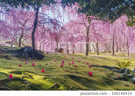 Jonangu Weeping Plum Blossoms and Falling Camellias (Fushimi Ward, Kyoto City) Jonangu Weeping Plum Blossoms and Falling Camellias (Fushimi Ward, Kyoto City) 100148419