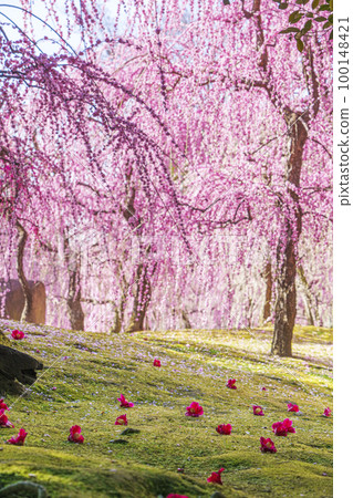 Jonangu Weeping Plum Blossoms and Falling Camellias (Fushimi Ward, Kyoto City) 100148421