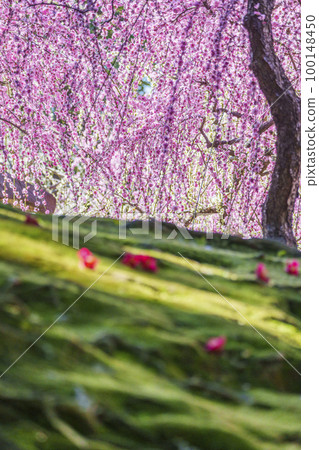 城南宮垂梅山茶落（京都市伏見區） 100148450