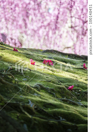 城南宮垂梅山茶落（京都市伏見區） 100148451