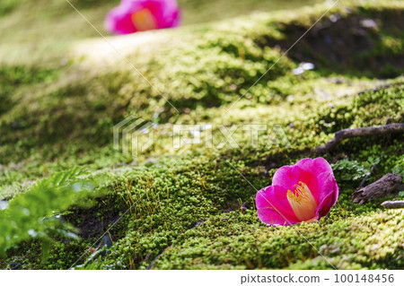 Jonangu Shinen Garden“Haru no Yama”苔蘚和倒下的山茶花（京都市伏見區） 100148456