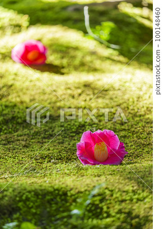 Jonangu Shinen Garden“Haru no Yama”苔蘚和倒下的山茶花(京都市伏見區) Jonangu Shinen Garden“Haru no Yama”苔蘚和倒下的山茶花(京都市伏見區) 100148460
