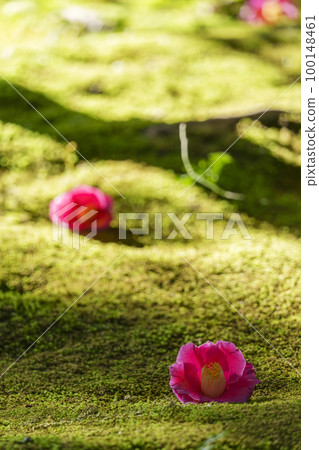 Jonangu Shinen Garden“Haru no Yama”苔蘚和倒下的山茶花(京都市伏見區) Jonangu Shinen Garden“Haru no Yama”苔蘚和倒下的山茶花(京都市伏見區) 100148461