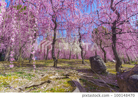城南宮:春之山地區(京都市伏見區)梅花盛開 城南宮:春之山地區(京都市伏見區)梅花盛開 100148470