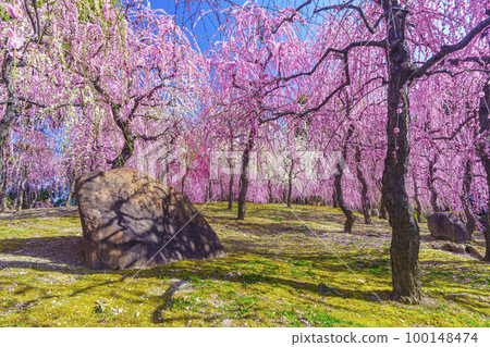 城南宮：春之山地區（京都市伏見區）梅花盛開 100148474