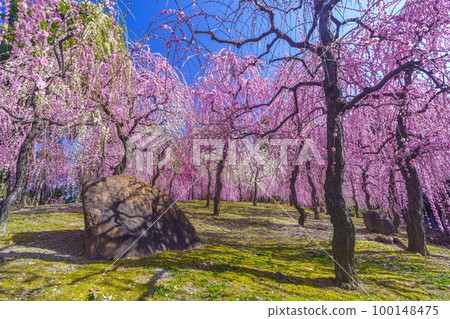 城南宮:春之山地區(京都市伏見區)梅花盛開 城南宮:春之山地區(京都市伏見區)梅花盛開 100148475