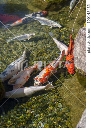 優雅游泳的城南宮室町庭園錦鯉 100148483