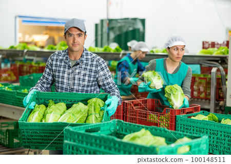 Worker of vegetable sorting factory arranging boxes with lettuce 100148511