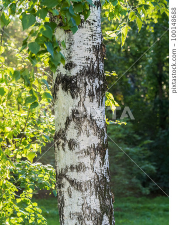 The texture of the birch bark, bark background The texture of the birch bark, bark background 100148688