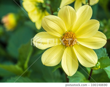 A wonderful Yellow dahlia flower is blooming in the garden. A wonderful Yellow dahlia flower is blooming in the garden. 100148690