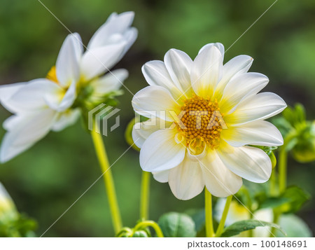 White flowers dahlia pinnata collar mignon blooming in the garden. 100148691