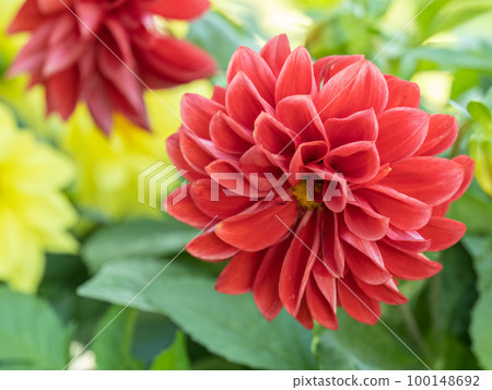 A wonderful red dahlia flower is blooming in the garden. A wonderful red dahlia flower is blooming in the garden. 100148692