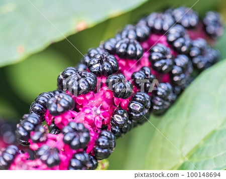 Close-up of phytolacca acinosa purple black berries also known as pokeweeds, pokebush, pokeberry, pokeroot or poke sallet. Close-up of phytolacca acinosa purple black berries also known as pokeweeds, pokebush, pokeberry, pokeroot or poke sallet. 100148694