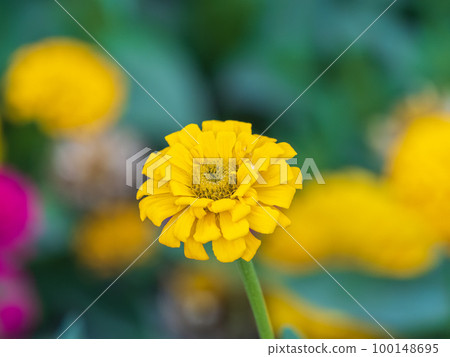 Yellow Zinnia flowers. Flowers zinnia elegans. Color nature background. Yellow Zinnia flowers. Flowers zinnia elegans. Color nature background. 100148695
